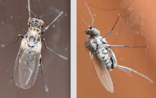 Réf. 305 631 : Medetera sp.
